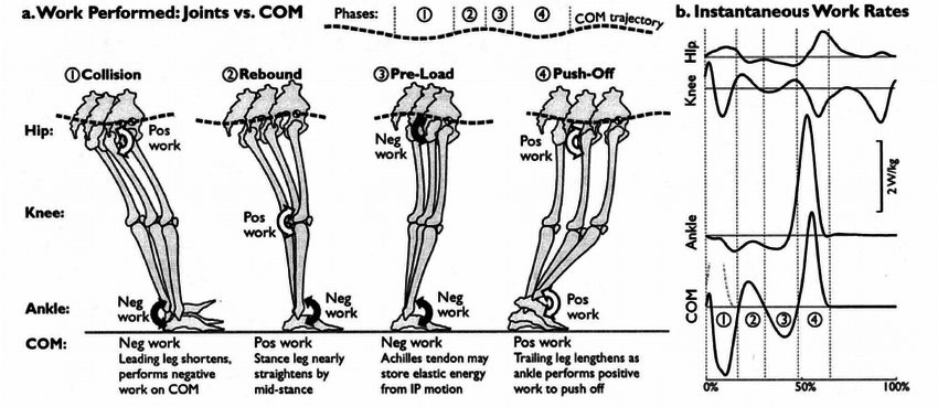 Work Performed: Joints vs. COM - Plantar Fasciitis Treatments